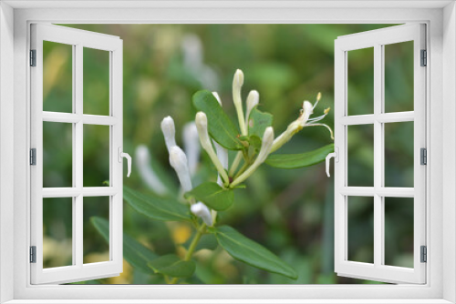 Fototapeta Naklejka Na Ścianę Okno 3D - White honeysuckle flowers in the Garden, On Blurred Grass Background