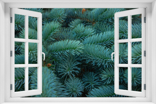 Fototapeta Naklejka Na Ścianę Okno 3D - Photo of natural background blue spruce branch growing in the park.
