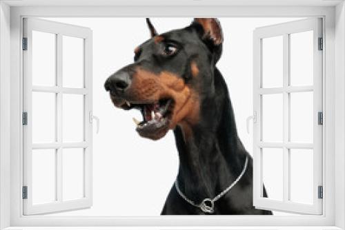Fototapeta Naklejka Na Ścianę Okno 3D - adorable dobermann dog opening mouth and looking to side