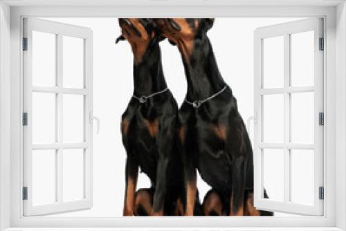 Fototapeta Naklejka Na Ścianę Okno 3D - couple of two curious dobermann dogs sitting and looking up
