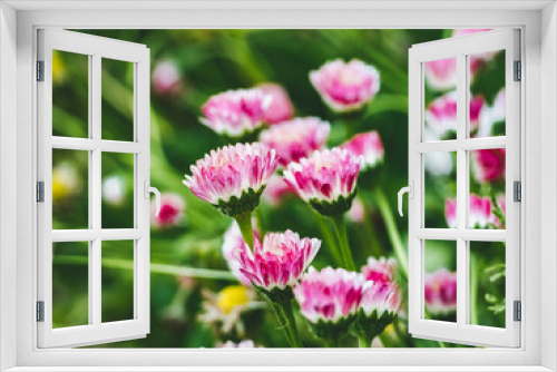 Fototapeta Naklejka Na Ścianę Okno 3D - Bright flowers growing on the lawn. Close-up, no people. Concept of preparation for a holiday. Congratulations for family, loved ones, friends and colleagues
