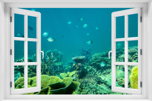 Fototapeta Naklejka Na Ścianę Okno 3D - Underwater coral reef background
