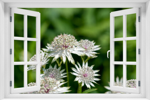 Fototapeta Naklejka Na Ścianę Okno 3D - Astrantia major (Great masterwort) flowers in bloom