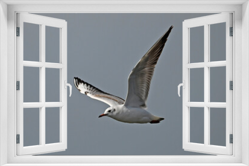 Fototapeta Naklejka Na Ścianę Okno 3D - Black-headed gull // Lachmöwe (Chroicocephalus ridibundus)