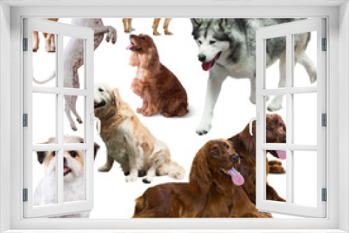 Fototapeta Naklejka Na Ścianę Okno 3D - Set of dogs and puppies of different breeds, isolated on white background ..