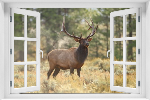 Fototapeta Naklejka Na Ścianę Okno 3D - Smoking Elk