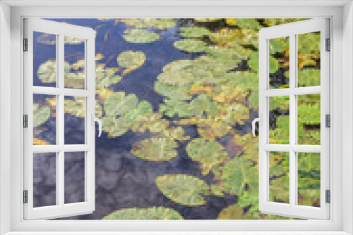 Fototapeta Naklejka Na Ścianę Okno 3D - Waterlily leaves