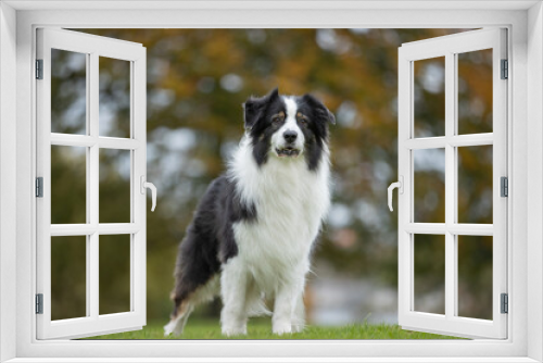 Fototapeta Naklejka Na Ścianę Okno 3D - Australian Shepherd