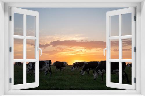 Fototapeta Naklejka Na Ścianę Okno 3D - Group of cows in a grass field during sunset