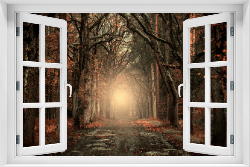 Fototapeta Naklejka Na Ścianę Okno 3D - Krajobraz jesienny. Mglisty poranek w lesie