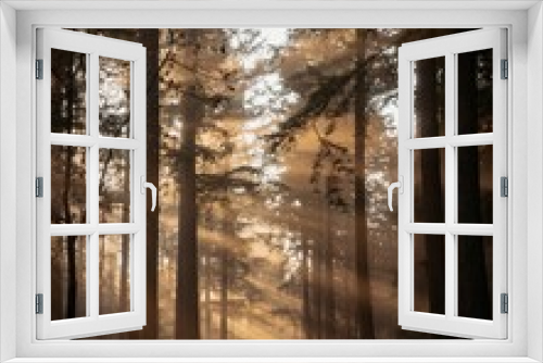 Fototapeta Naklejka Na Ścianę Okno 3D - Vertical shot of the morning sun shining through trees in a forest