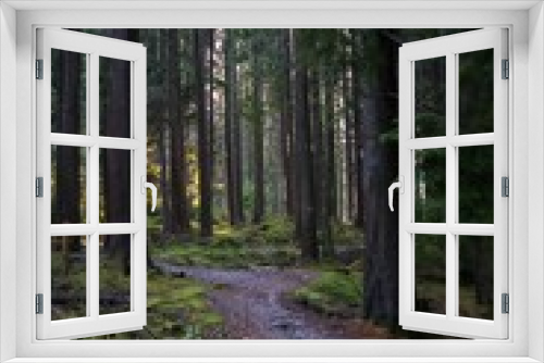 Fototapeta Naklejka Na Ścianę Okno 3D - Forest path with dense trees