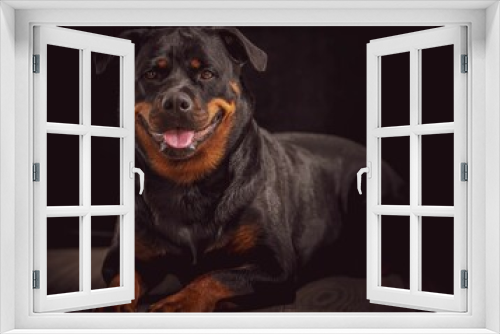 Fototapeta Naklejka Na Ścianę Okno 3D - Closeup of a portrait of a cute black domestic dog on a black background
