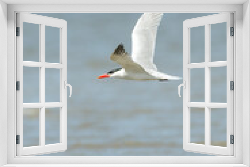 Fototapeta Naklejka Na Ścianę Okno 3D - Caspian tern bird