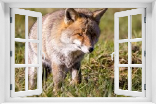 Fototapeta Naklejka Na Ścianę Okno 3D - Vertical shot of an Iberian fox in the field with cunning glance