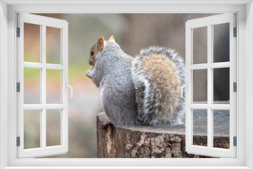Fototapeta Naklejka Na Ścianę Okno 3D - Closeup shot of an Eastern gray squirrel on the blurry background