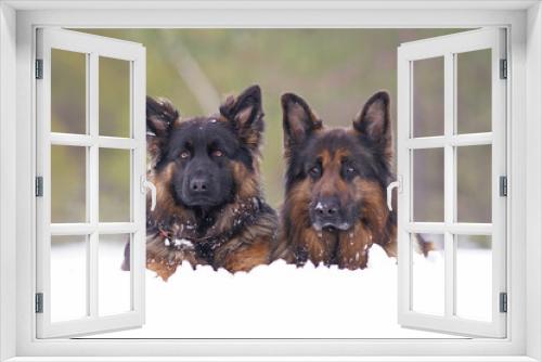 Fototapeta Naklejka Na Ścianę Okno 3D - Two beautiful long-haired black and tan German Shepherd dogs (young with a chain collar and adult) posing outdoors lying down together on a snow in winter
