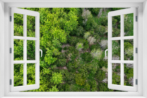 Fototapeta Naklejka Na Ścianę Okno 3D - Aerial view of summer in forest. Drone shoot above mixed forest, green deciduous trees in countryside woodland or park.