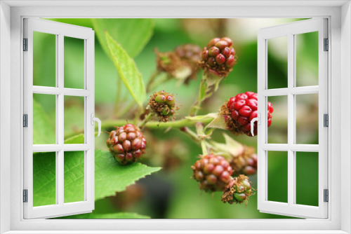 Fototapeta Naklejka Na Ścianę Okno 3D - Natural and fresh raspberries in the garden