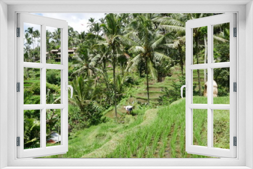 Fototapeta Naklejka Na Ścianę Okno 3D - Reisterrassen mit Reisanbau auf Bali
