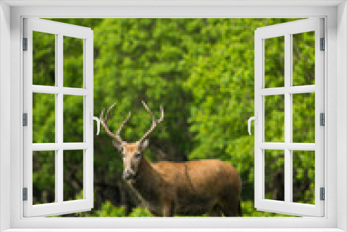 Fototapeta Naklejka Na Ścianę Okno 3D - portrait for a standing male elk