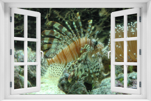 Fototapeta Naklejka Na Ścianę Okno 3D - Pesce leone orientale o Pesce scorpione orientale - Pterois volitans