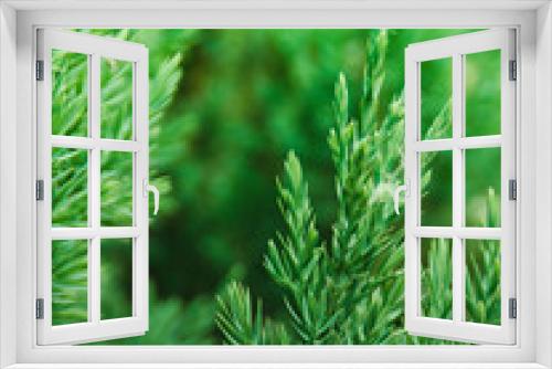 Fototapeta Naklejka Na Ścianę Okno 3D - Close up macro green needles leaves, blurred green background, vertical orientation, nature, plant photography