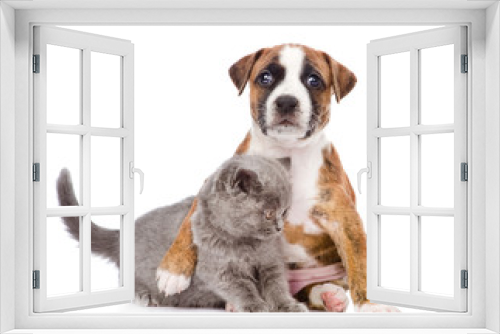 Fototapeta Naklejka Na Ścianę Okno 3D - puppy hugs kitten. isolated on white background