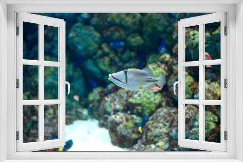 Fototapeta Naklejka Na Ścianę Okno 3D - Fish in aquarium 2