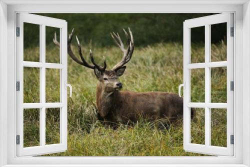 Fototapeta Naklejka Na Ścianę Okno 3D - Red Deer, cervus elaphus, Stag, Sweden