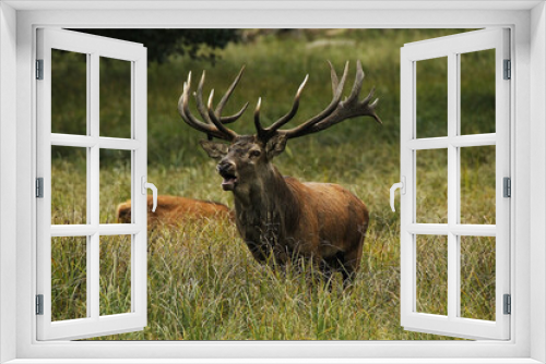Fototapeta Naklejka Na Ścianę Okno 3D - Red Deer, cervus elaphus, Stag Roaring during the Rutting season, Sweden