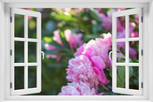 Fototapeta Naklejka Na Ścianę Okno 3D - Photo of a pink peony bush in the garden.