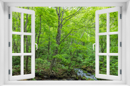 Fototapeta Naklejka Na Ścianę Okno 3D - 新緑の赤川