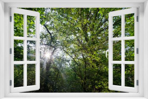 Fototapeta Naklejka Na Ścianę Okno 3D - Alluvial forest in the Saint-Mesmin National Nature Reserve in Loire valley
