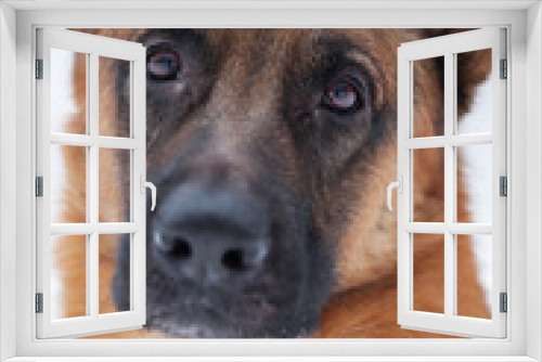 Fototapeta Naklejka Na Ścianę Okno 3D - Close-up of red Shepherd