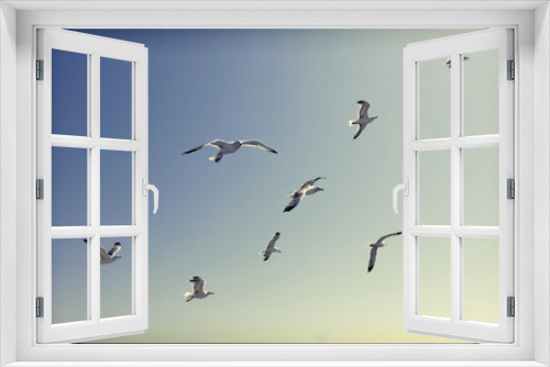 Fototapeta Naklejka Na Ścianę Okno 3D - Photo of flying seagulls
