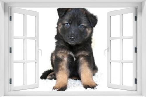 Fototapeta Naklejka Na Ścianę Okno 3D - German Shepherd Puppy
