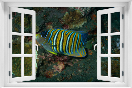 Fototapeta Naklejka Na Ścianę Okno 3D - Pygoplites diacanthus, comunemente conosciuto come pesce angelo reale