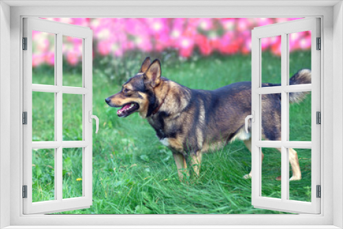 Fototapeta Naklejka Na Ścianę Okno 3D - Dog walking in a garden