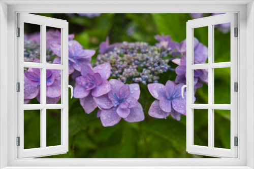 Fototapeta Naklejka Na Ścianę Okno 3D - 花, 青, 自然, 花, アジサイ, 紫, 庭, 植える, 植物, 咲く, 葉