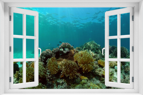 Fototapeta Naklejka Na Ścianę Okno 3D - Underwater fish reef marine. Tropical colourful underwater seascape. Philippines.