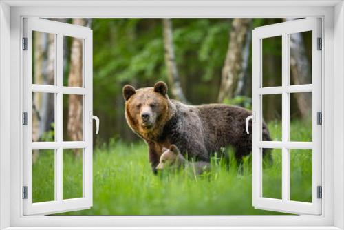 Fototapeta Naklejka Na Ścianę Okno 3D - She-bear and bear cub in the meadow. Animals in natural Habitat. (Ursus arctos) . Wildlife scenery