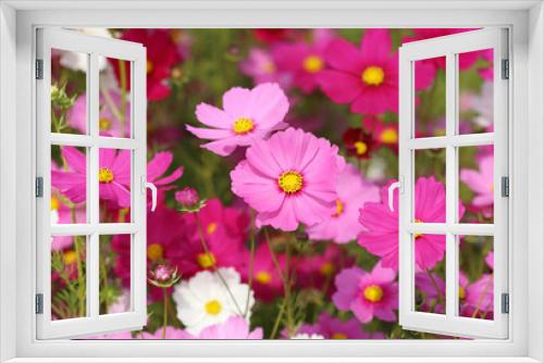 Fototapeta Naklejka Na Ścianę Okno 3D - beautiful cosmos flower