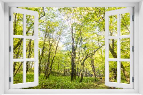 Fototapeta Naklejka Na Ścianę Okno 3D - 新緑の森　Landscape of the fresh green forest