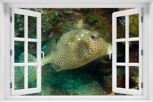 Fototapeta Naklejka Na Ścianę Okno 3D - caribbean reef fish