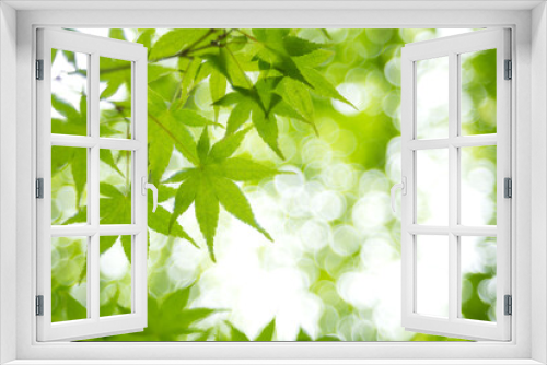 Fototapeta Naklejka Na Ścianę Okno 3D - 玉ボケをバックに新緑のカエデの葉