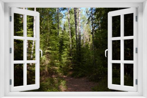 Fototapeta Naklejka Na Ścianę Okno 3D - A beautiful mixed forestn on a sunny summer day. Selective focus
