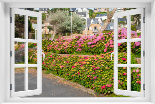 Fototapeta Naklejka Na Ścianę Okno 3D - Magnifiques hortensias du Trégor en Bretagne - France