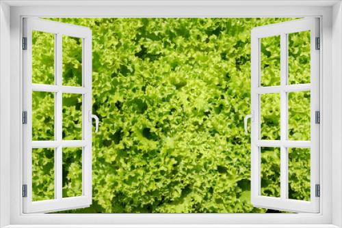 Fototapeta Naklejka Na Ścianę Okno 3D - Close-up of Lollo Bionda lettuce or Green coral lettuce in garlden. Close-up center of Green lettuce leaves with tight curly leaves. Fresh vegetables background and wallpaper.