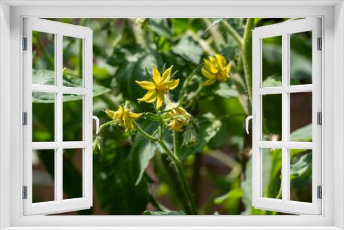 Fototapeta Naklejka Na Ścianę Okno 3D - kwitnące pomidory z żółtymi kwiatami na krzewie